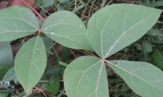 追风藤的功效与作用 追风藤的功效与作用视频