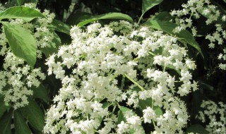 中药接骨木花的功效与作用（中药接骨木花的功效与作用）