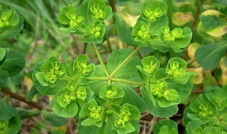 奶浆草的功效与作用 奶浆草的功效与作用及禁忌