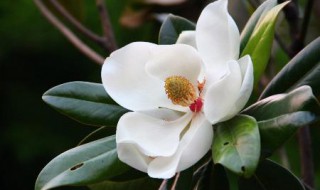 荷花玉兰的功效与作用(荷花玉兰的功效与作用及禁忌)