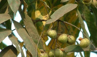 苦子果的功效和作用（苦子果的功效和作用是什么）