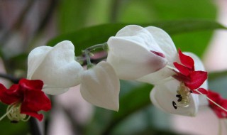 龙吐珠的功效与作用 龙吐珠的功效与作用及图片及别名