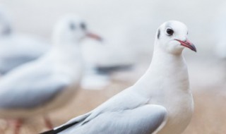 散养鸽子养殖技术 散养鸽子繁殖技巧