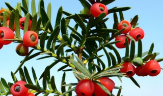 红豆杉怎么养能结果 红豆杉怎样种植才能让它结果