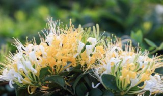 金银花怎么种植好 金银花怎么种植好养