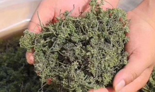 人参花可以泡酒吗（人参带花泡酒行不）