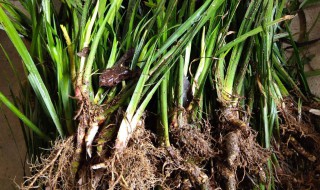 金钱蒲的功效与作用 金钱蒲的功效与作用及禁忌