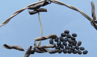 中药野大豆的功效与作用 中药野大豆的功效与作用是什么