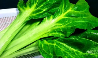 牛皮菜的家常做法大全（牛皮菜的做法大全）