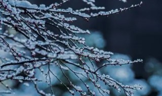 早梅原文翻译（早梅原文及翻译）