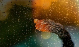 夜雨寄北原文翻译（夜雨寄北原文翻译主旨）