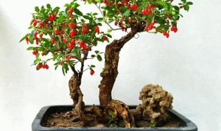 枸杞树盆栽怎么种（枸杞树盆栽怎么种植）