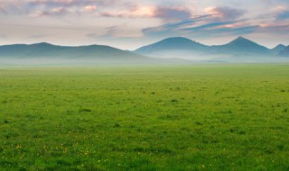 草皮怎么种(家里草皮怎么种)