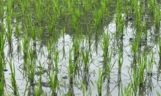 稻谷怎么种（稻谷怎么种出来的作文）