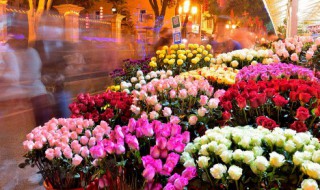 野花种子怎么种 野花种子如何种