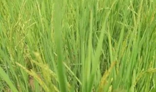 旱稻怎么种（旱稻怎么种植）