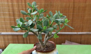 玉树的习性及养护要点是什么（玉树的生长环境和养殖方法）