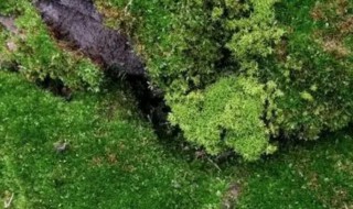 怎么种青苔 怎么种青苔视频