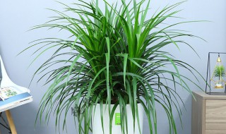 龙血树怎么浇水 龙血树怎么浇水最好