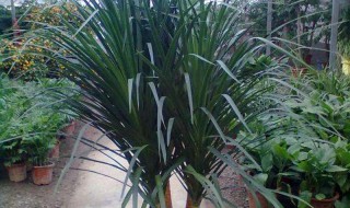 龙血树枝干发软怎么办 龙血树枝头软怎么补救