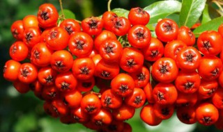 火棘种子怎么种（火棘种子怎么种的）