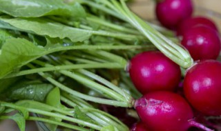 萝卜头怎么种（萝卜头怎么种植）