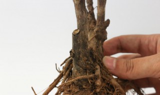 牡丹花根怎么种 牡丹花根怎么种植