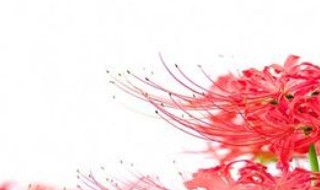 彼岸花种球怎么种 彼岸花种球怎么种植