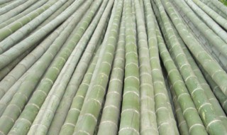 毛竹怎么种（毛竹怎么种植竹笋多）