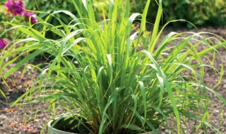 柠檬草怎么种 柠檬草怎么种植方法