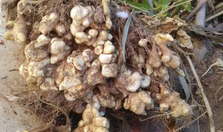 鬼子姜怎么种 鬼子姜怎么种植?能不能种在花盆里