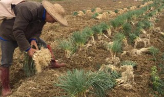 荞头怎么种（荞头怎么种植视频）