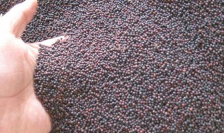 白菜籽怎么种(白菜籽怎么种发芽快)