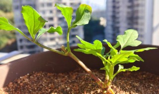 铁线莲根怎么种（铁线莲根怎么种才能活）