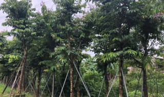 樟树种怎么种 樟树种怎么种才能高产