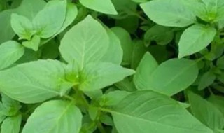 荆芥种子怎么种?（荆芥种子怎么种才发芽率高）