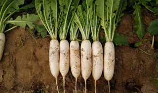 萝卜种子怎么种 萝卜种子怎么种植发芽快