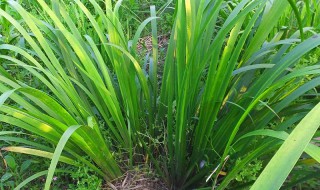 五香草怎么种 五香草怎么种植