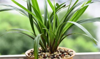 下山兰怎么种（下山兰的养殖方法）