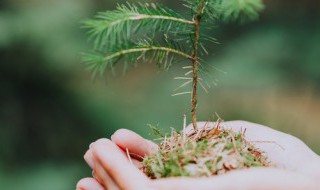 种树怎么种（恋爱记种树怎么种）