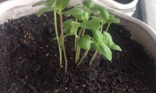 罗勒怎么种（奶块罗勒怎么种）