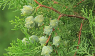 柏树籽怎么种 柏树籽怎么种植好出苗