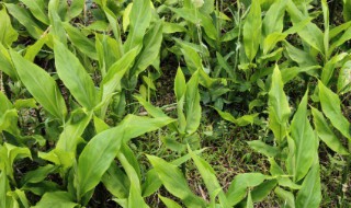 洋合怎么种 洋合怎么做