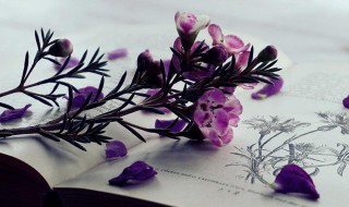 杏雨梨云的意思（杏雨梨云是成语吗）