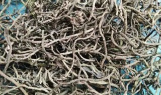 苦草种子怎么种（苦草种子种植方法视频）