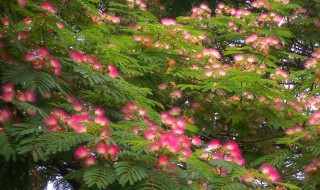 合欢树种子怎么种（合欢树种子怎么种植几年开花）