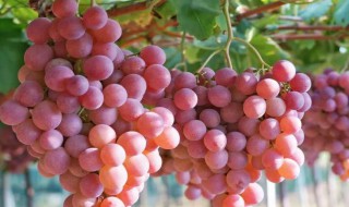 提子怎么种 提子怎么种植