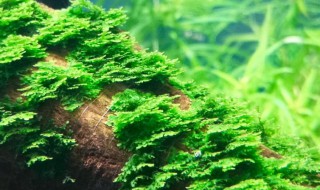 莫斯怎么种 莫斯怎么种在水草泥上