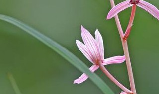 兰花植料经典配方比例（兰花植料配比方法）