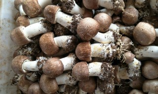 新鲜姬松茸要怎么保存 新鲜姬松茸要怎么保存?